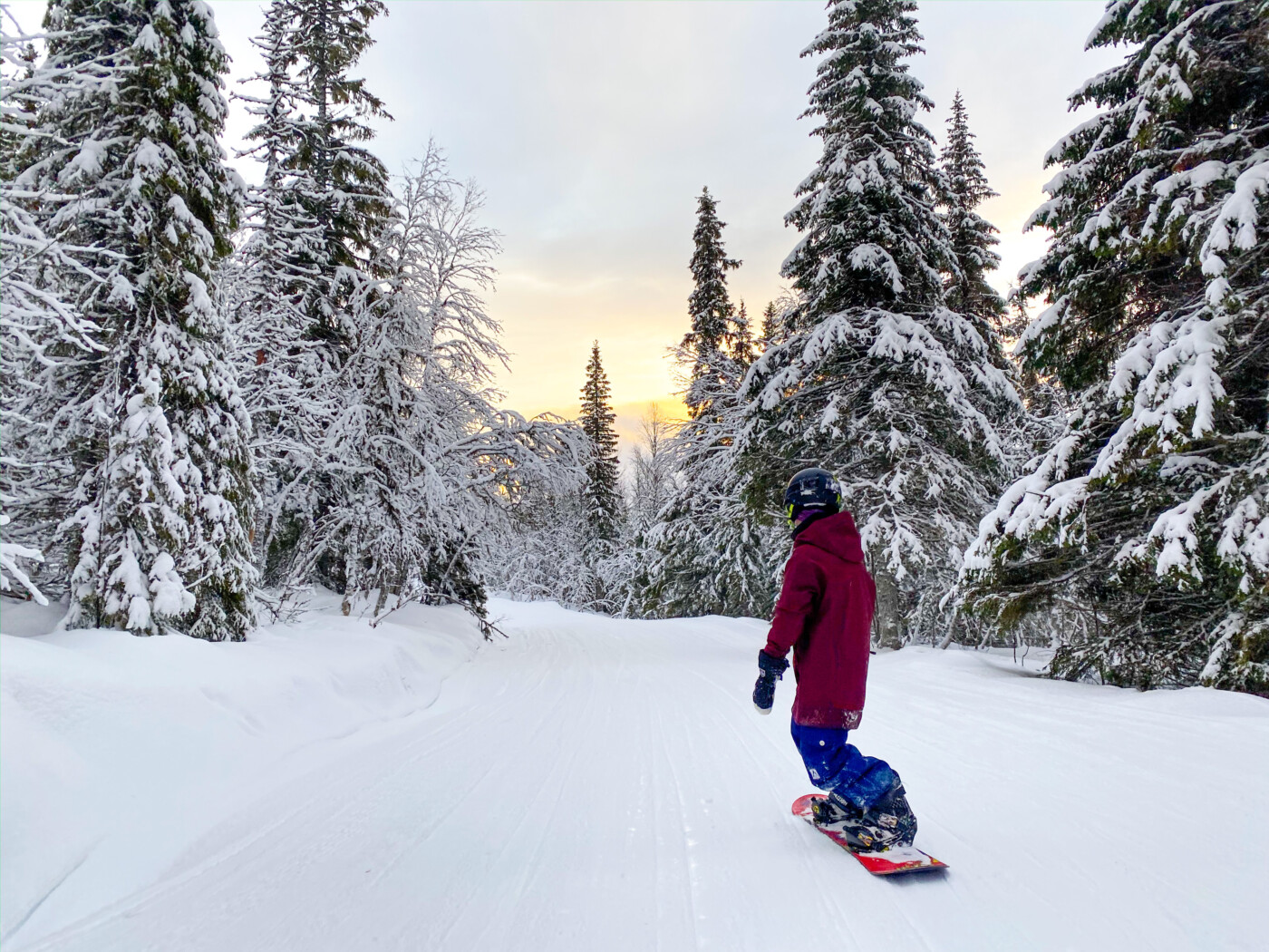 Snowboardåkare på preparerad nedfart genom snöig granskog