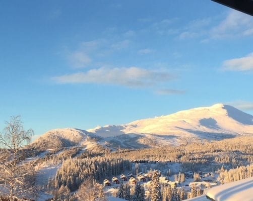Björnen en vinterkväll